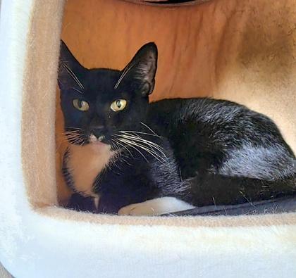 Chickie, Adoptable, Adult Female Domestic Short Hair & Domestic Short Hair.