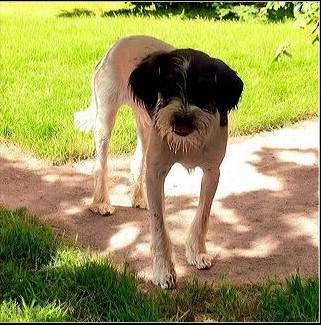 Enlarge Griff, a Adoptable mixed breed in Tucson, AZ image 1/1