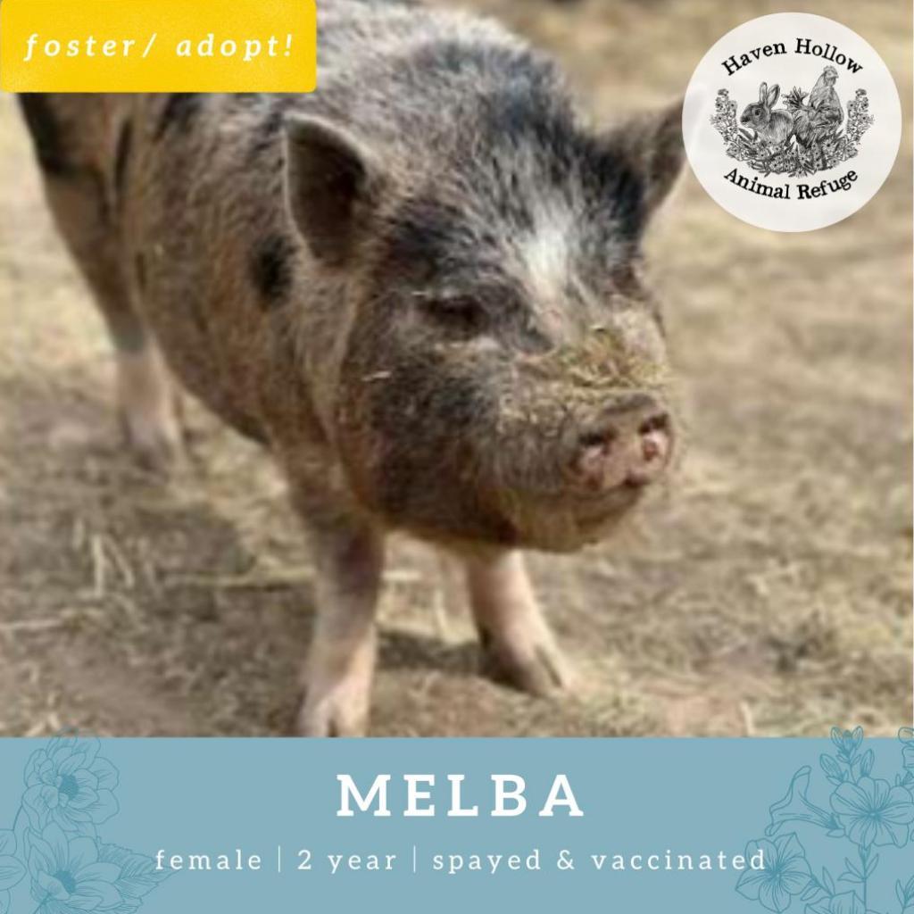 Enlarge Melba, a Adoptable Vietnamese Pot Bellied in Shelley, ID image 1/1