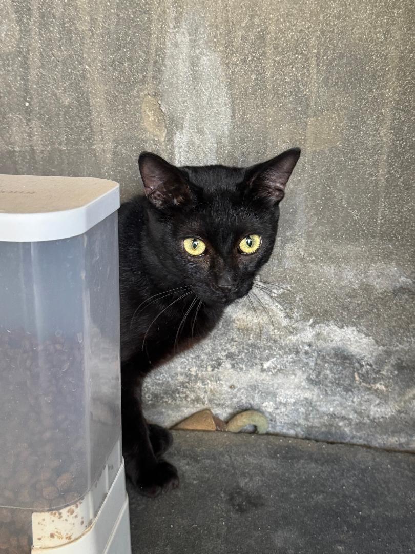 Enlarge Mr Bill, a Adoptable Bombay in Malibu, CA image 3/3