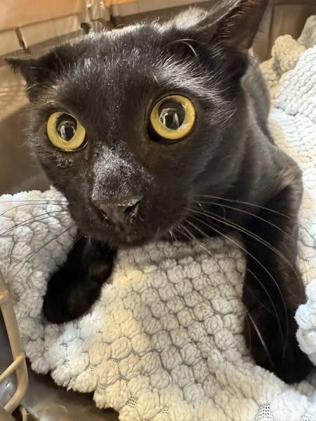 Enlarge Mr Bill, a Adoptable Bombay in Malibu, CA image 2/3