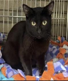 Mr Bill, Adoptable, Adult Male Bombay.