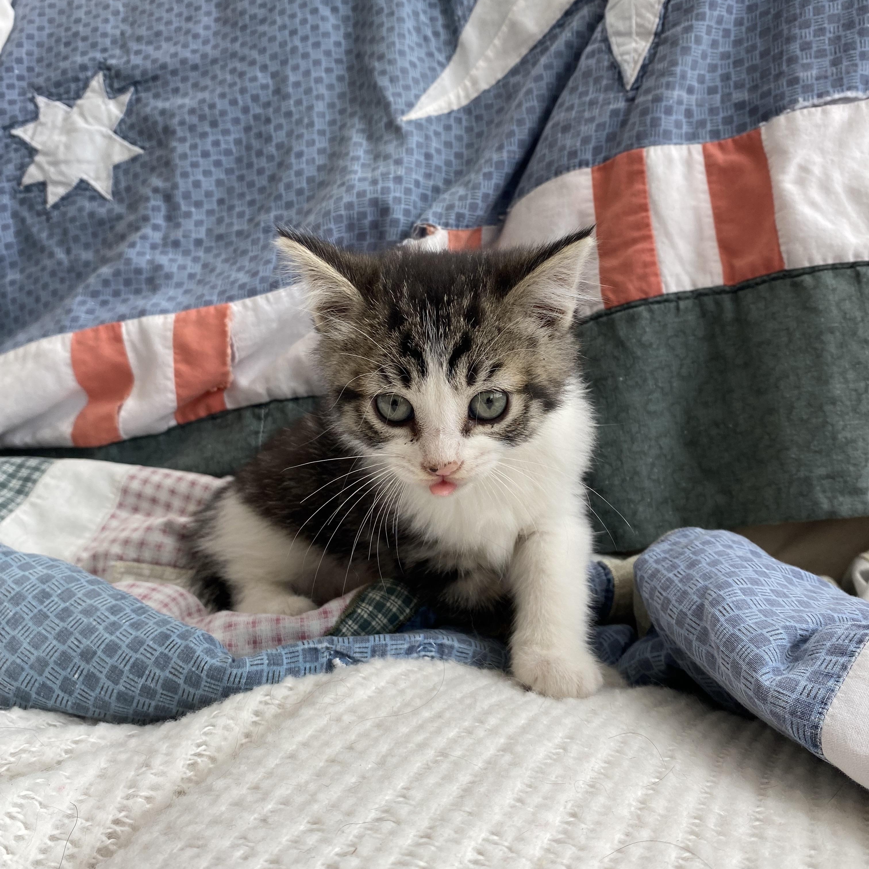 Porsche, Baby Female unknown