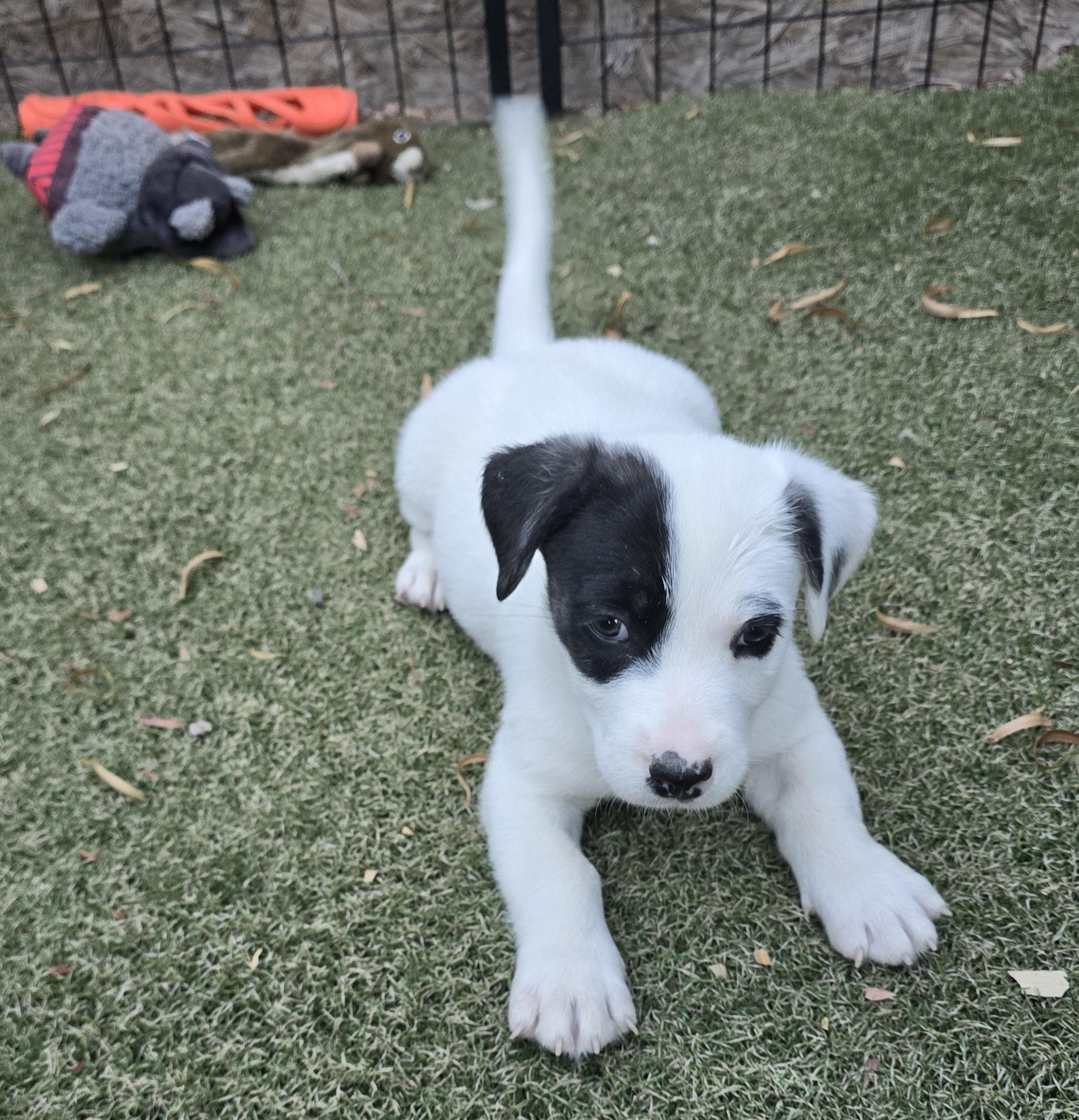 Enlarge Adelie, a ADOPTABLE mixed breed in Apache Junction, AZ image 3/6