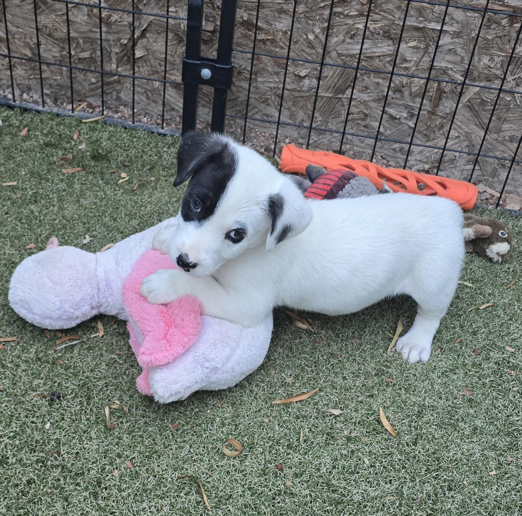Enlarge Adelie, a ADOPTABLE mixed breed in Apache Junction, AZ image 1/6