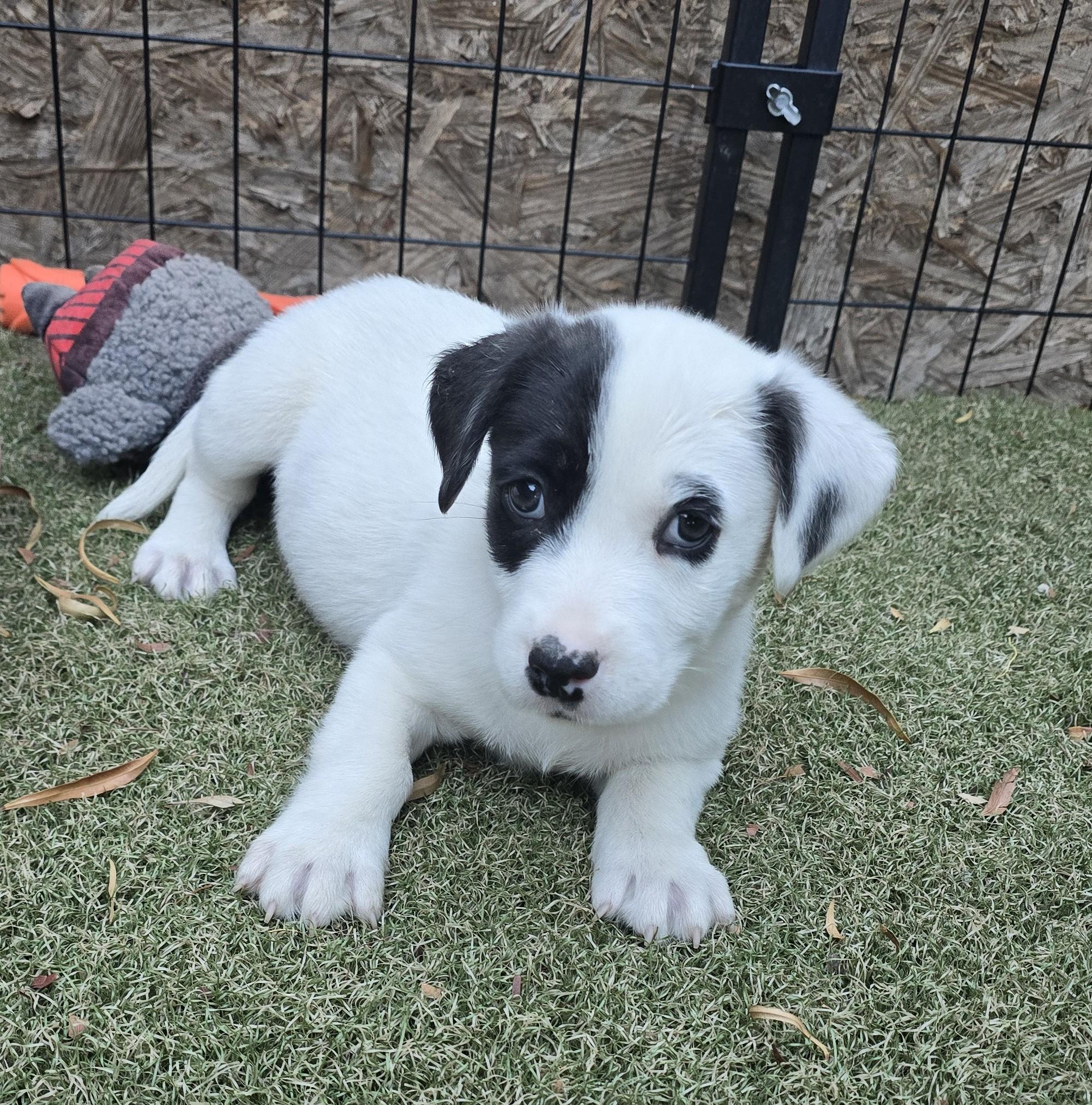 Enlarge Adelie, a ADOPTABLE mixed breed in Apache Junction, AZ image 2/6
