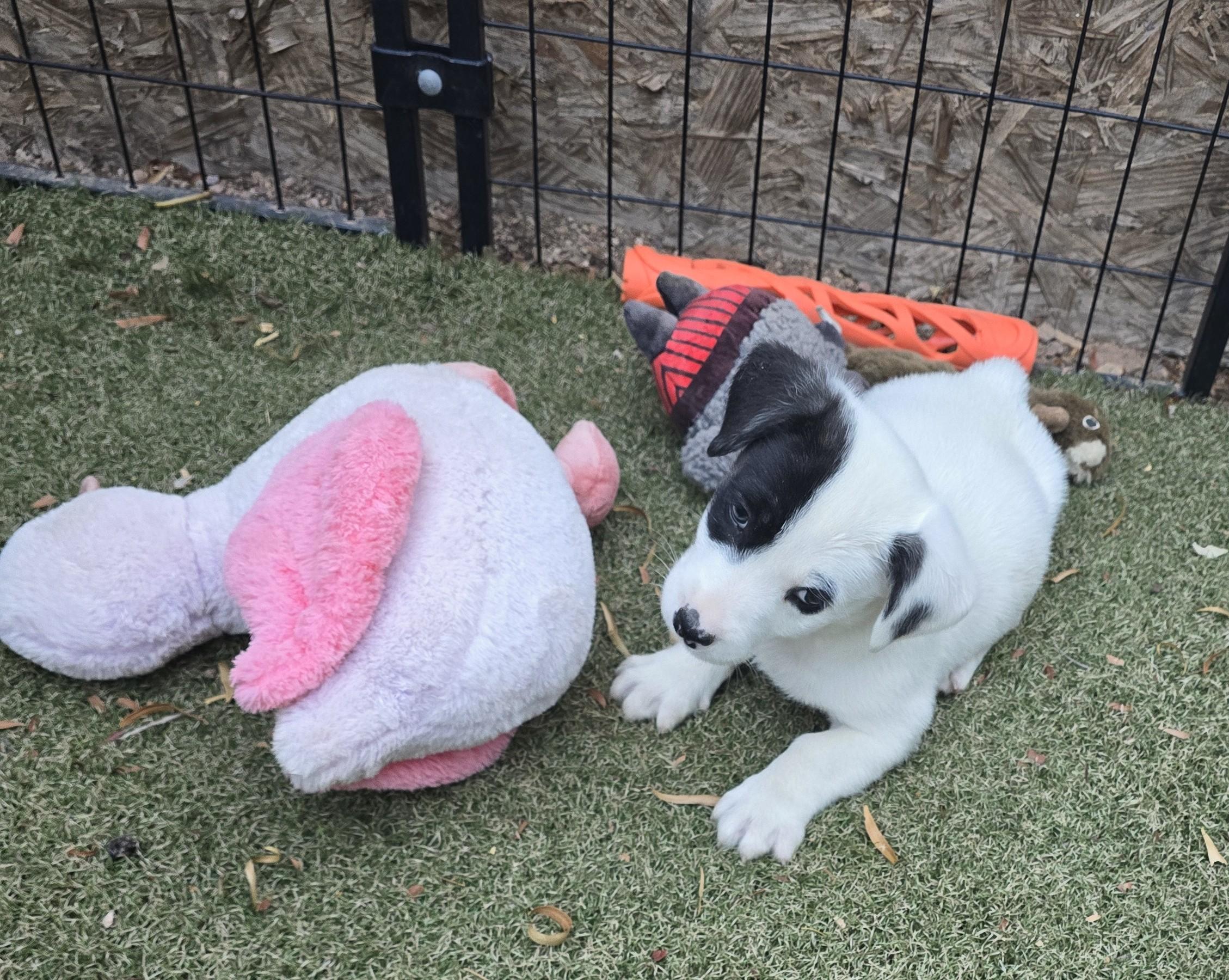 Enlarge Adelie, a ADOPTABLE mixed breed in Apache Junction, AZ image 5/6