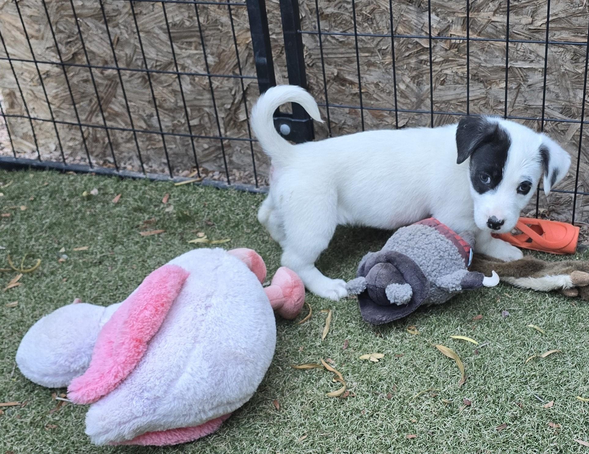Enlarge Adelie, a ADOPTABLE mixed breed in Apache Junction, AZ image 4/6
