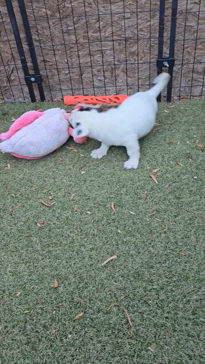 Enlarge Adelie, a ADOPTABLE mixed breed in Apache Junction, AZ video 6/6