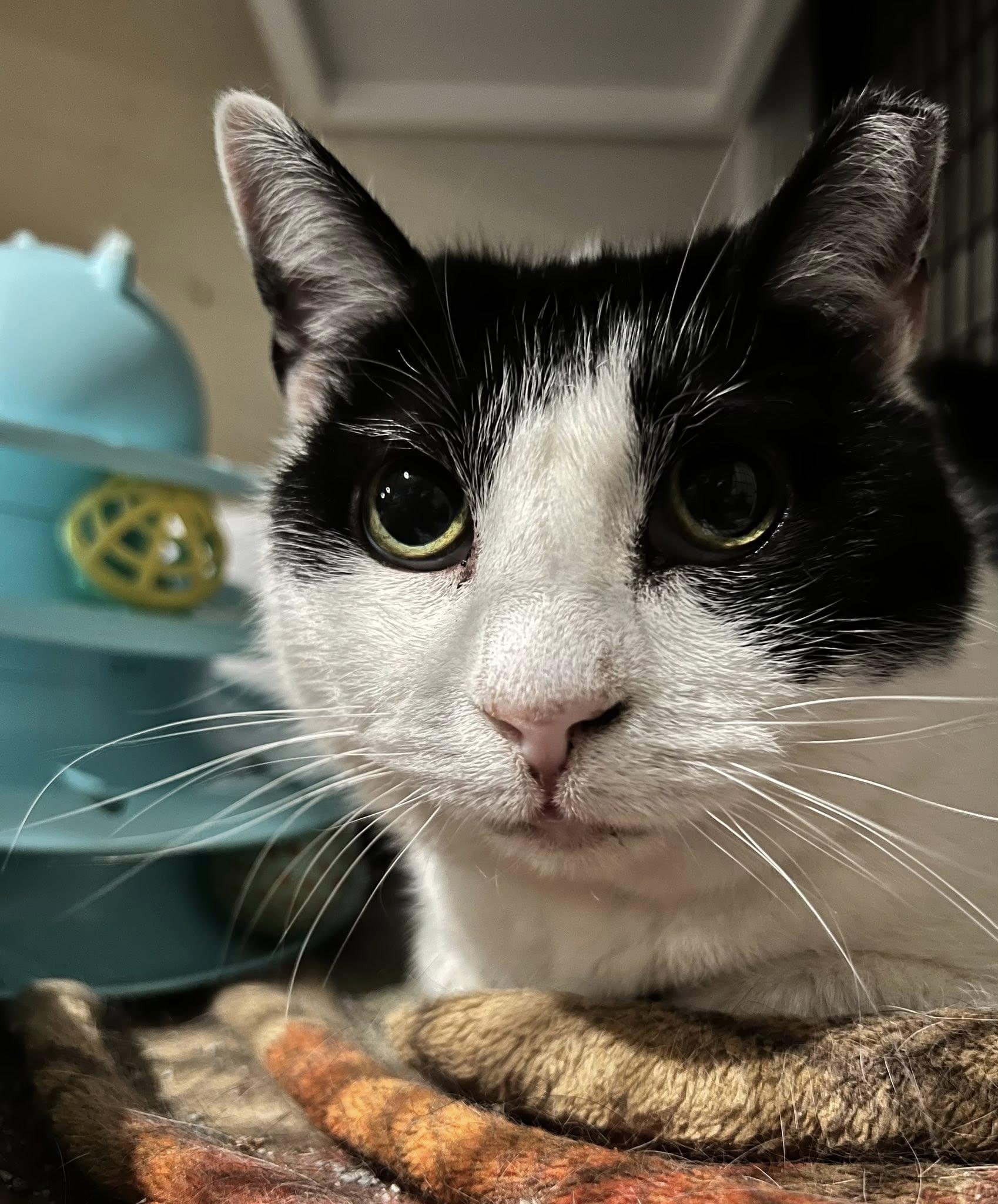 Enlarge Boogie, a Adoptable Tuxedo in Cleveland, OH image 3/4