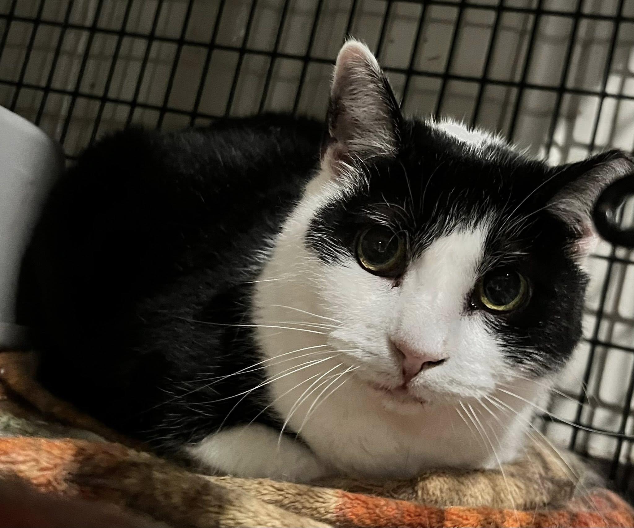 Enlarge Boogie, a Adoptable Tuxedo in Cleveland, OH image 4/4