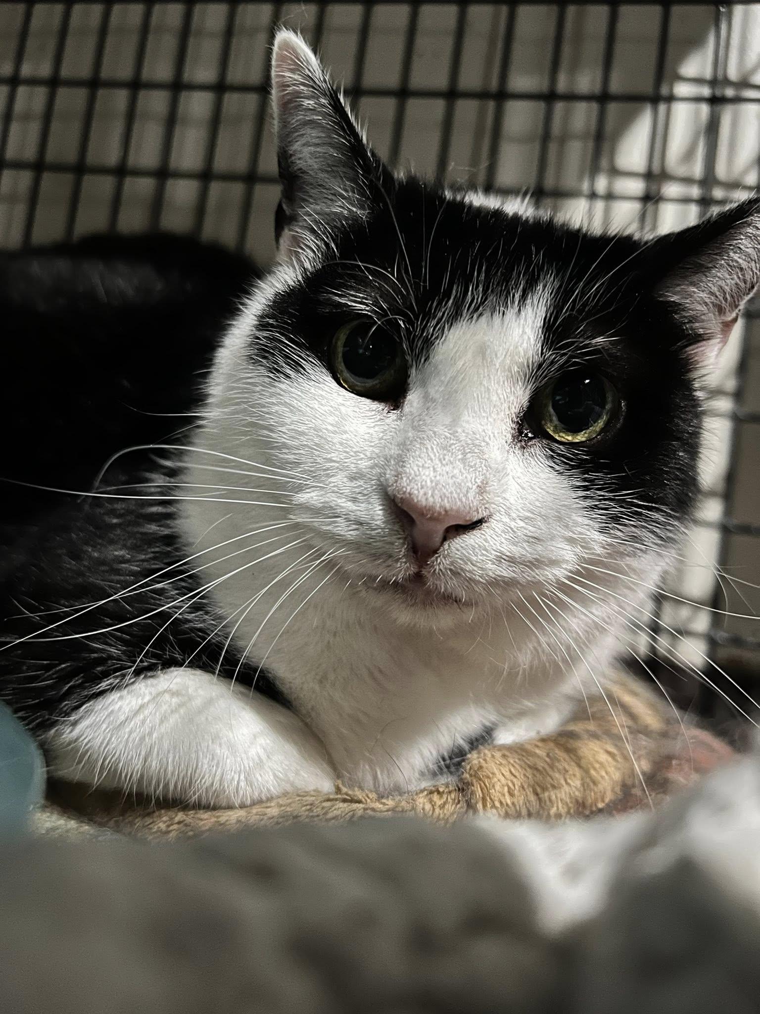 Boogie, Adoptable, Adult Female Tuxedo.
