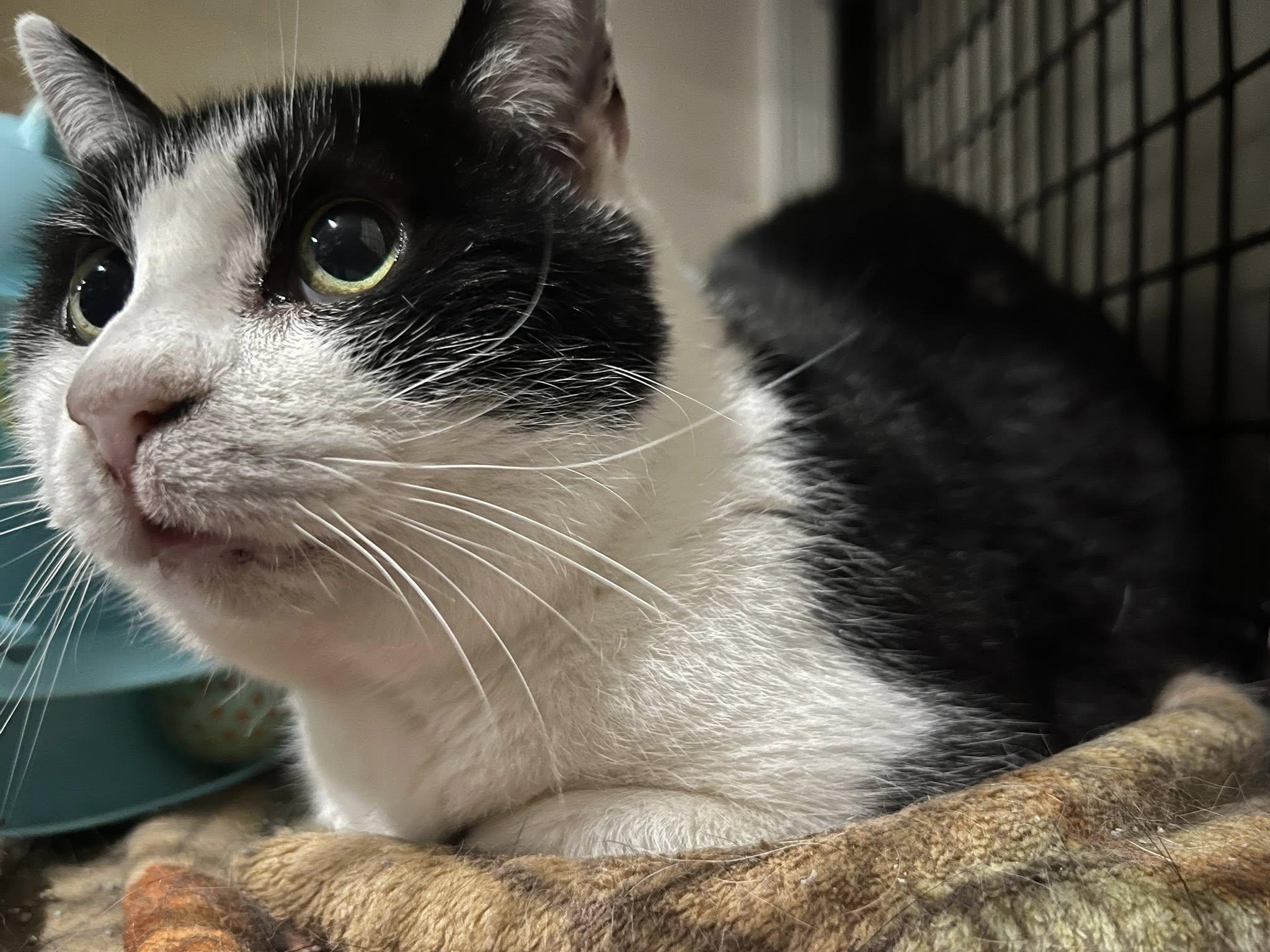 Enlarge Boogie, a Adoptable Tuxedo in Cleveland, OH image 2/4