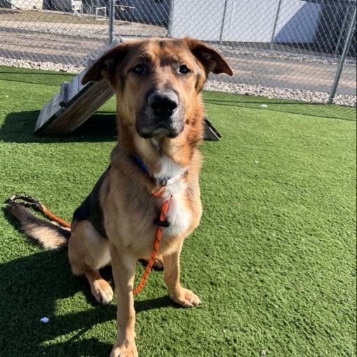 Ryder — thumbnail 5