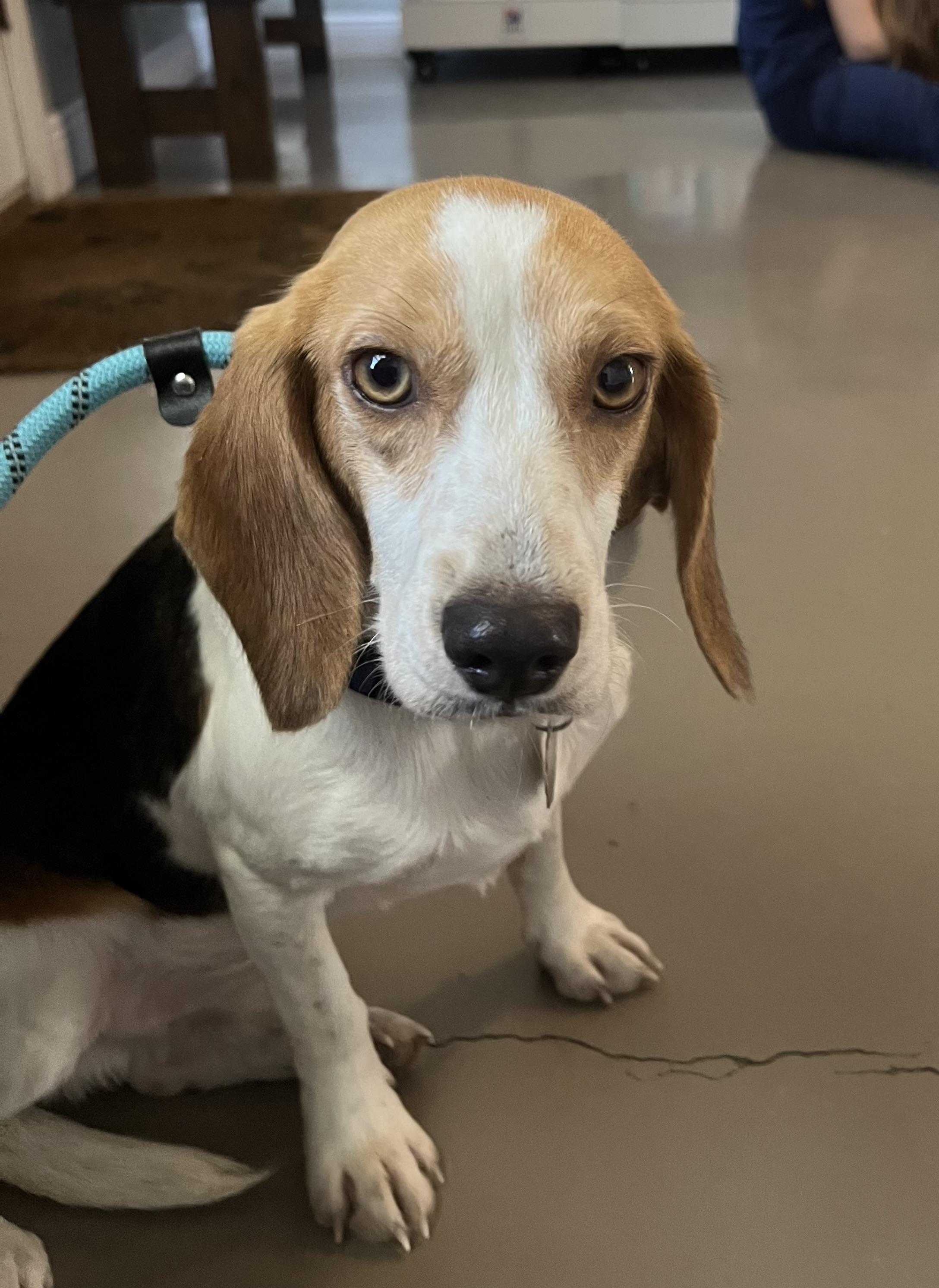 Enlarge Milo, an adoption pending Beagle in Prairieville, LA image 2/3
