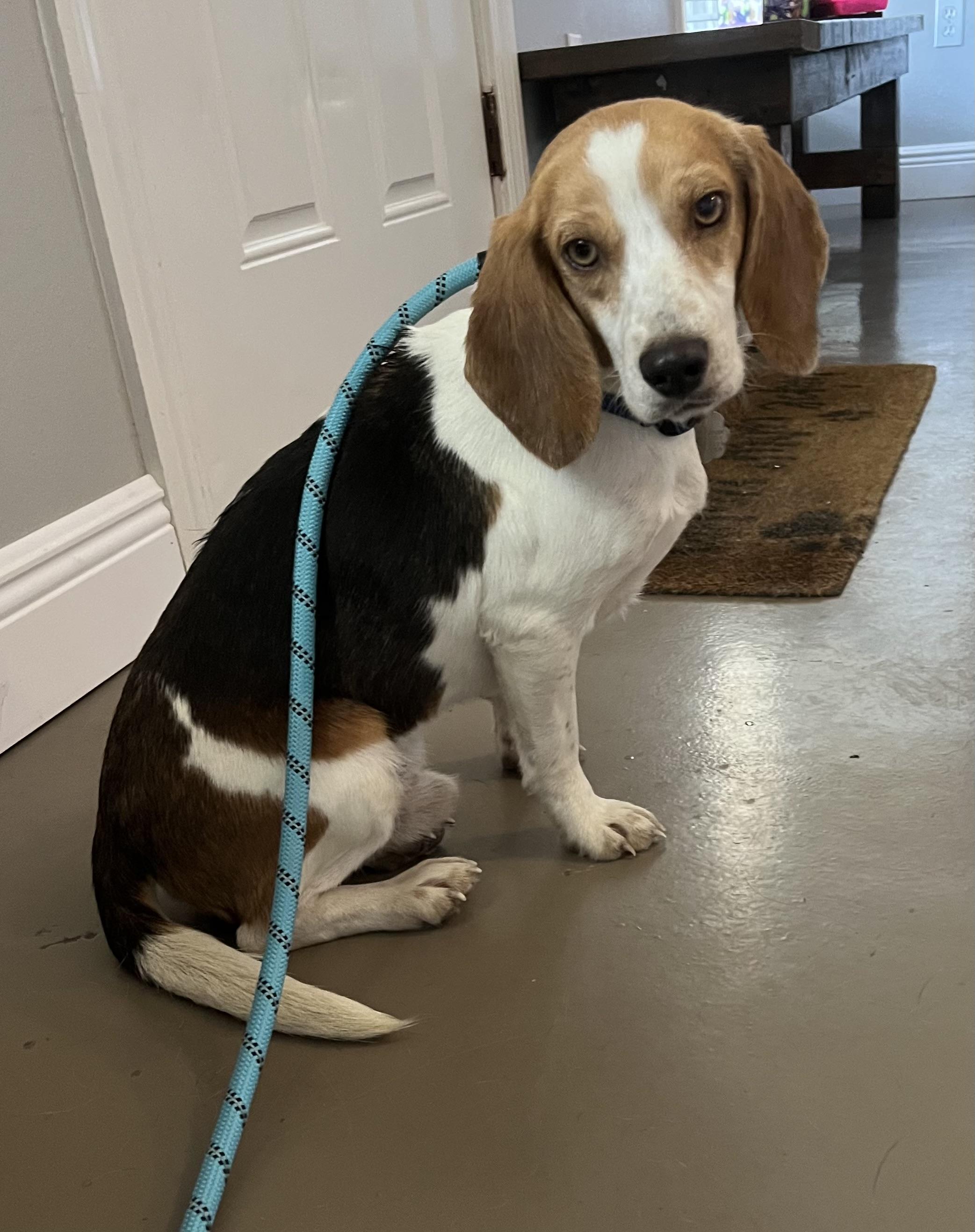 Milo, ADOPTABLE, Adult Male Beagle.