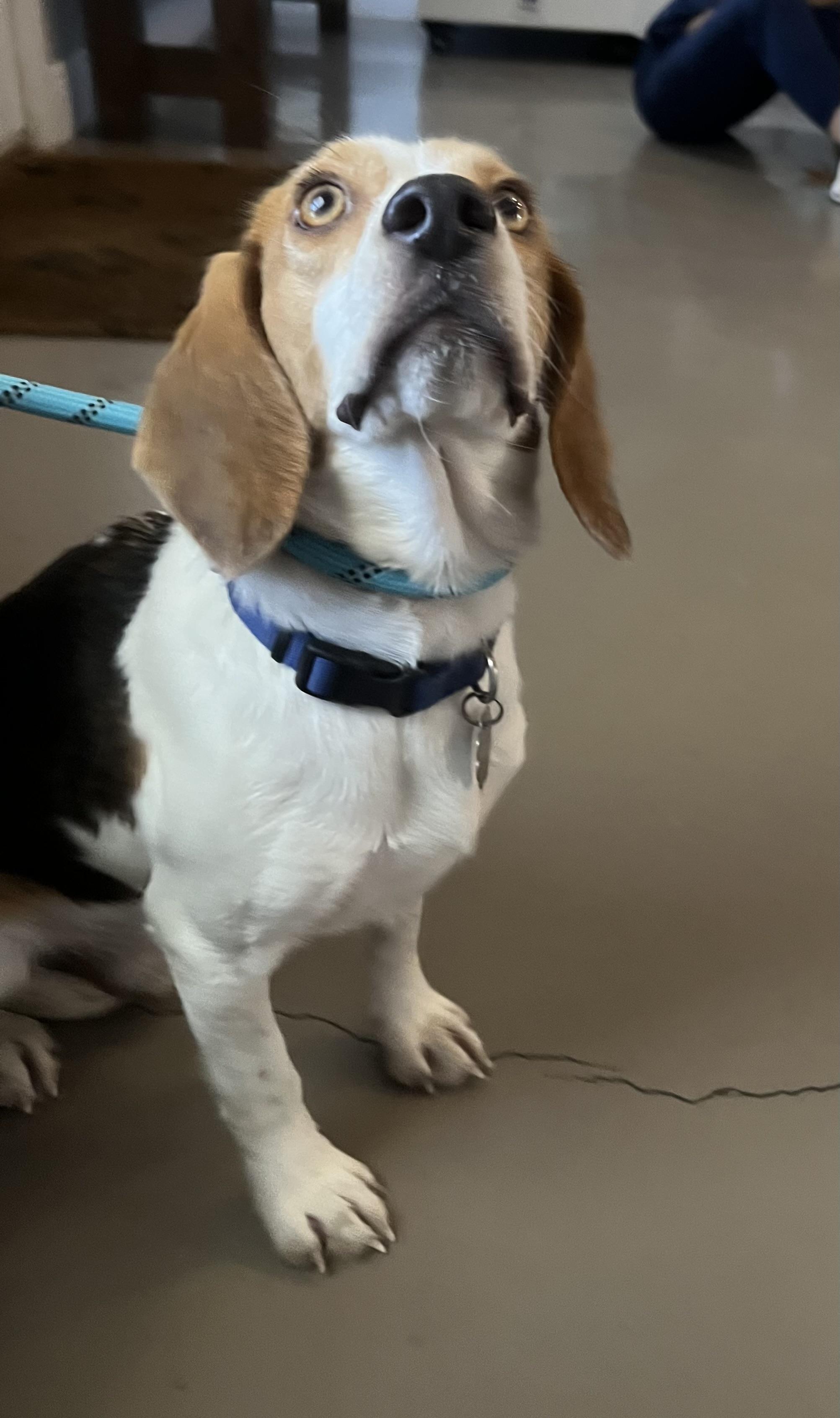 Enlarge Milo, an adoption pending Beagle in Prairieville, LA image 3/3