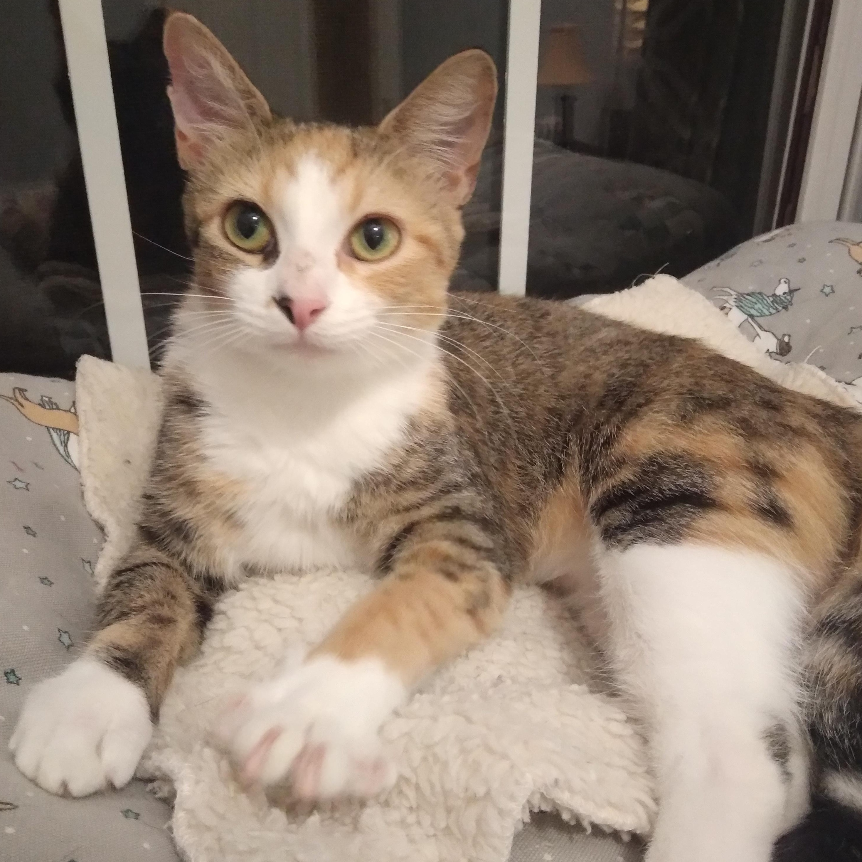 Lucky, Adoptable, Adult Female Calico & Tabby.