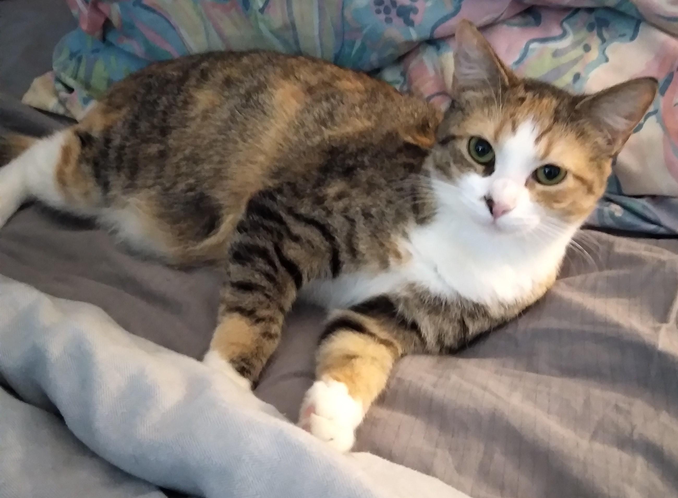 Enlarge Lucky, an adoption pending mixed breed in Nashville, TN image 6/6