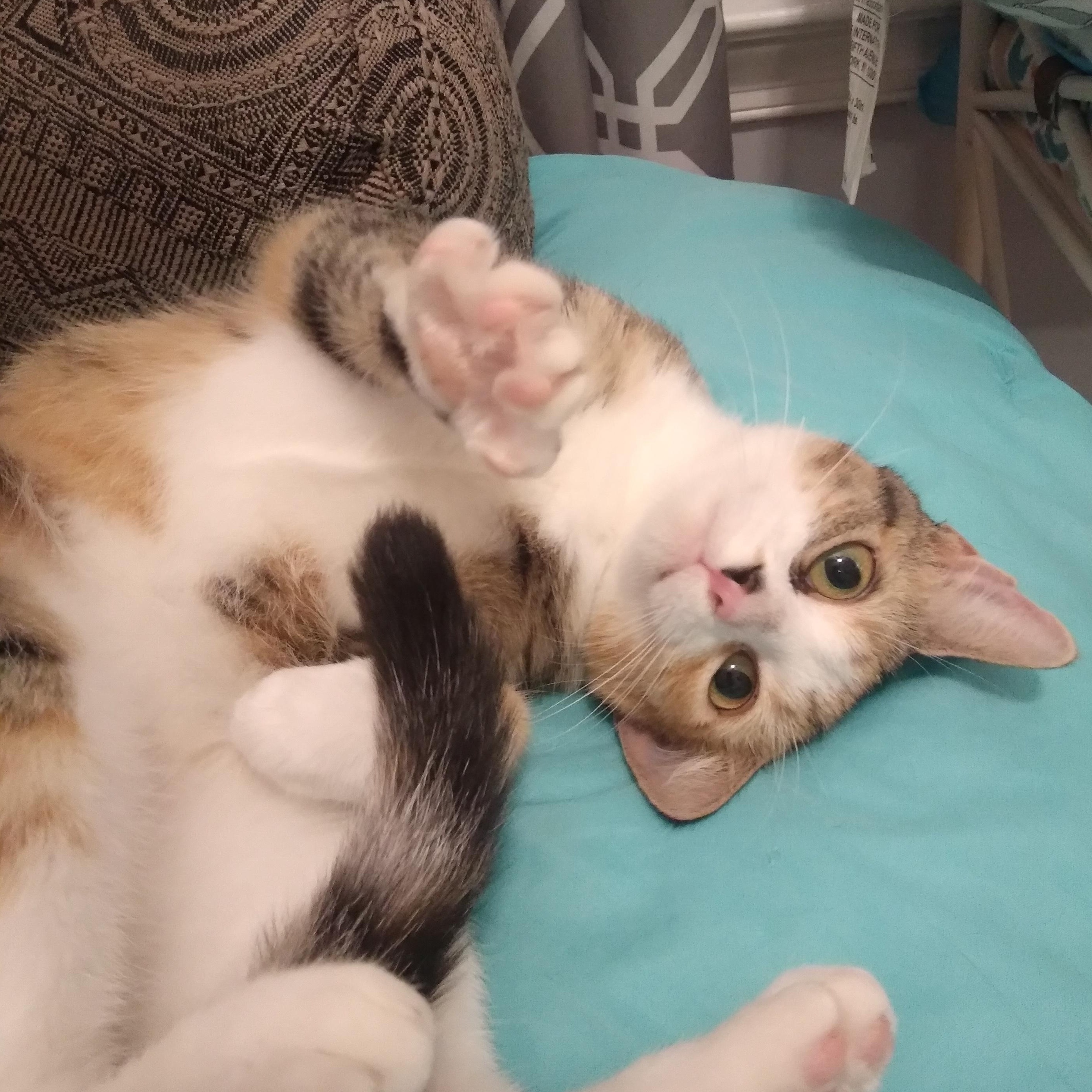 Lucky, a Adoptable mixed breed in Nashville, TN image 3/6