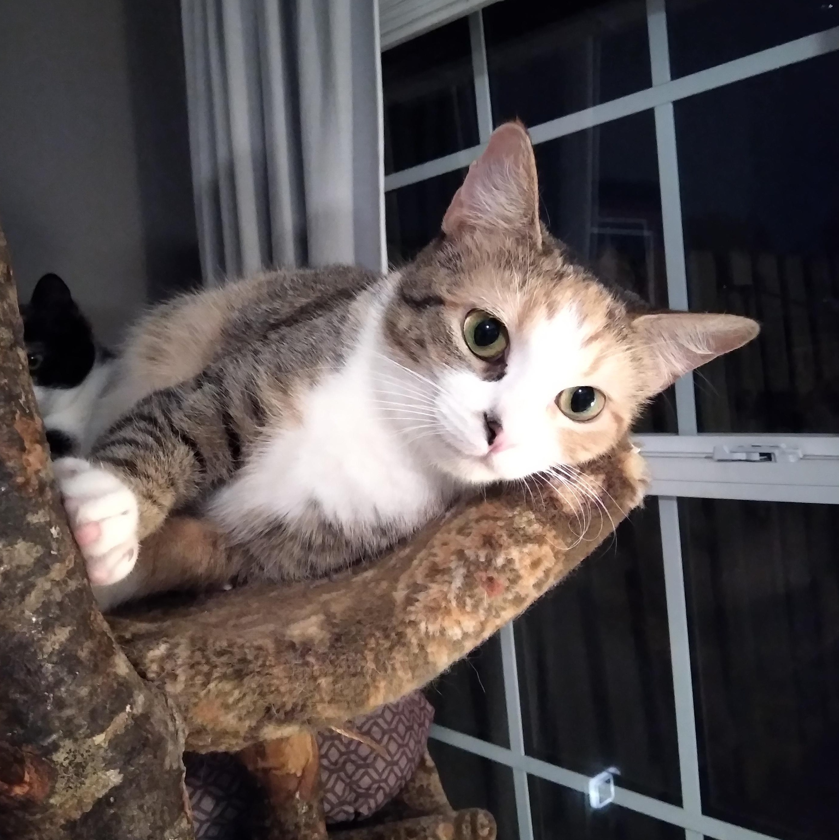 Lucky, a Adoptable mixed breed in Nashville, TN image 2/6