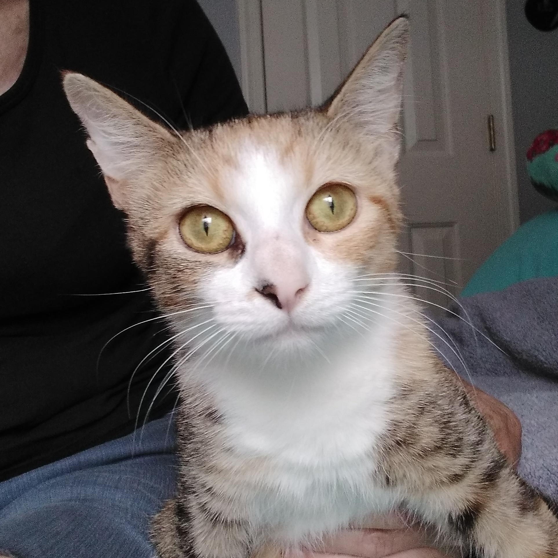 Lucky, a Adoptable mixed breed in Nashville, TN image 6/6