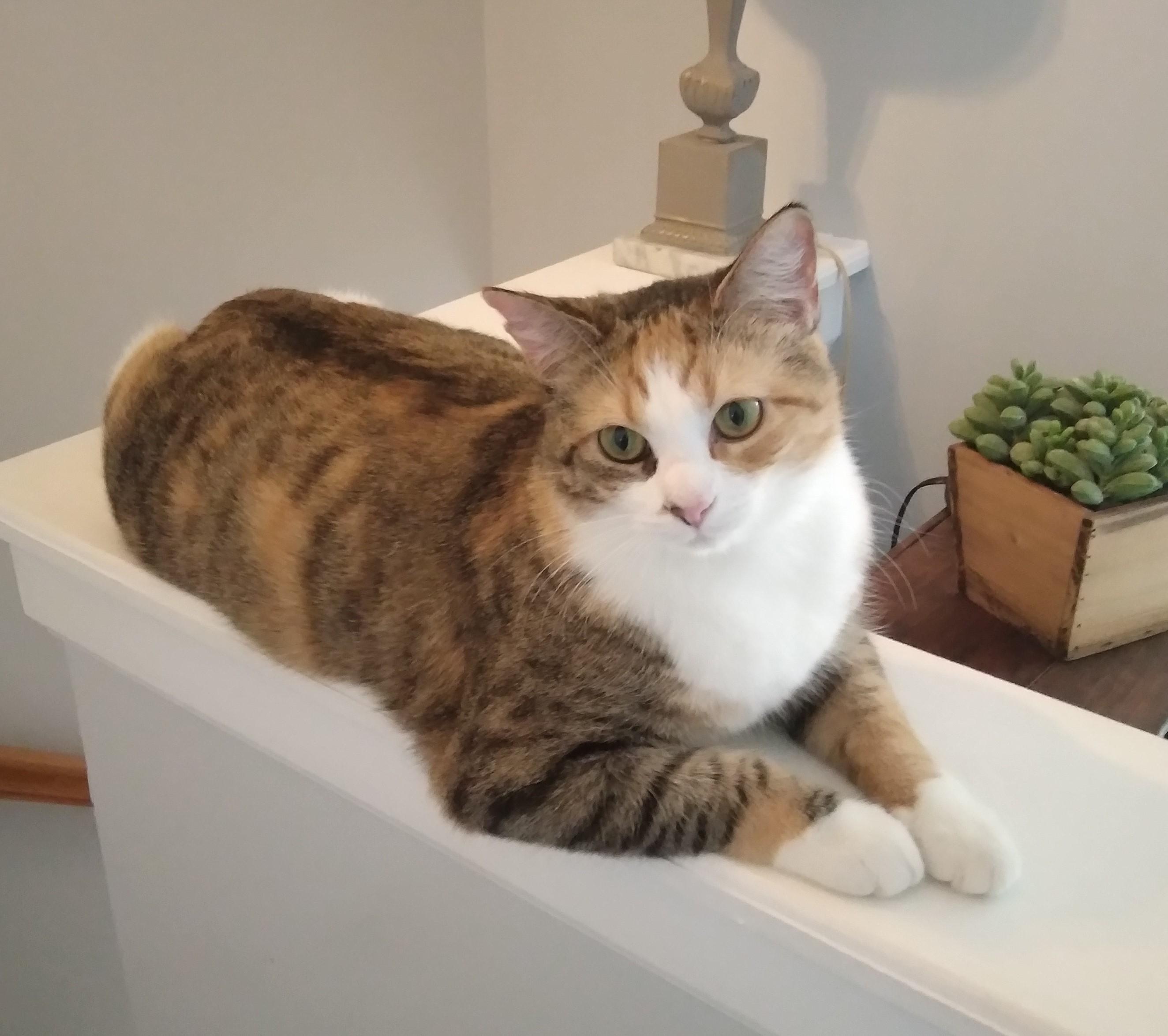 Lucky, Adoptable, Adult Female Calico & Tabby.