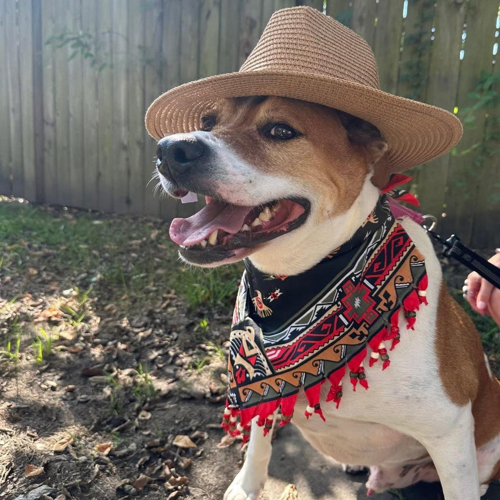 Luke, a Adoptable Mixed Breed in Cape Girardeau, MO image 1/5