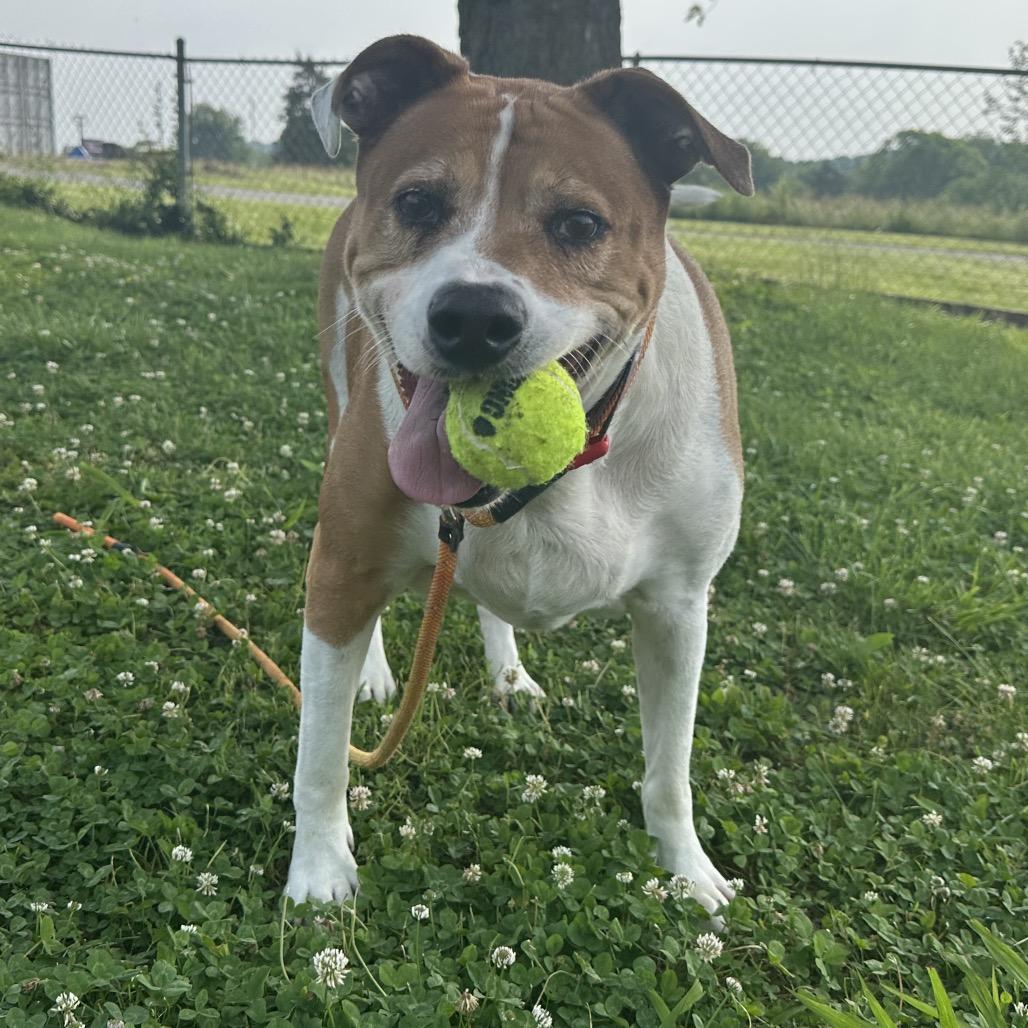 Luke, a Adoptable Mixed Breed in Cape Girardeau, MO image 2/5