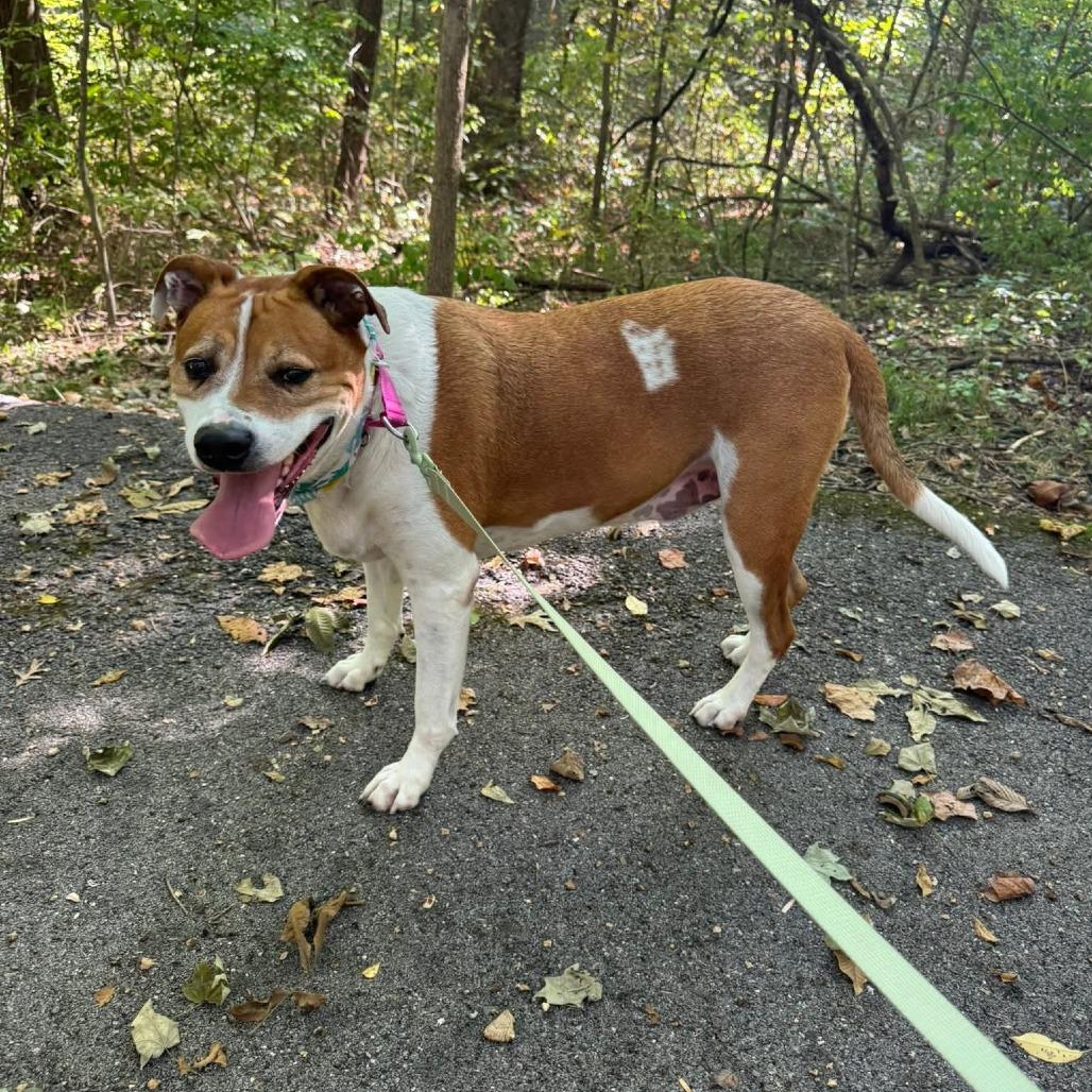 Luke, a Adoptable Mixed Breed in Cape Girardeau, MO image 3/5