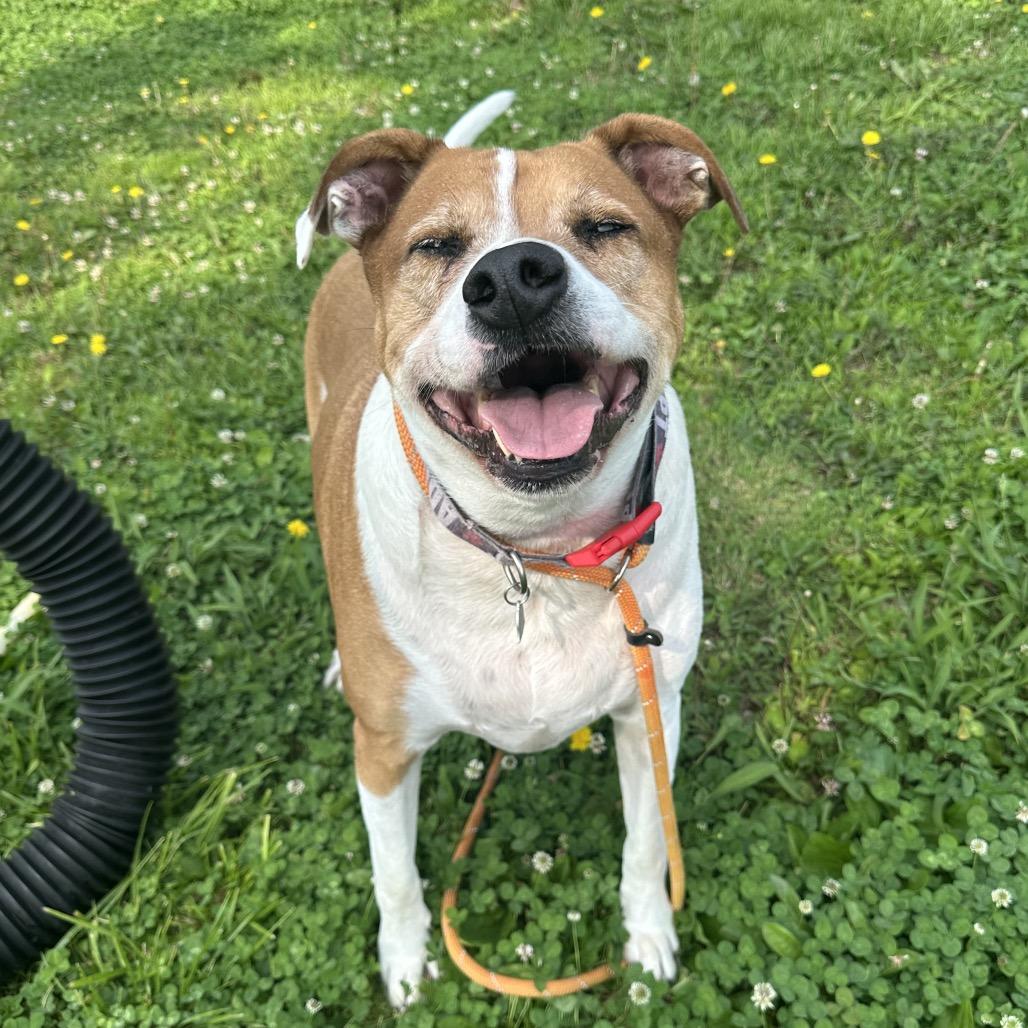 Luke, a Adoptable Mixed Breed in Cape Girardeau, MO image 4/5