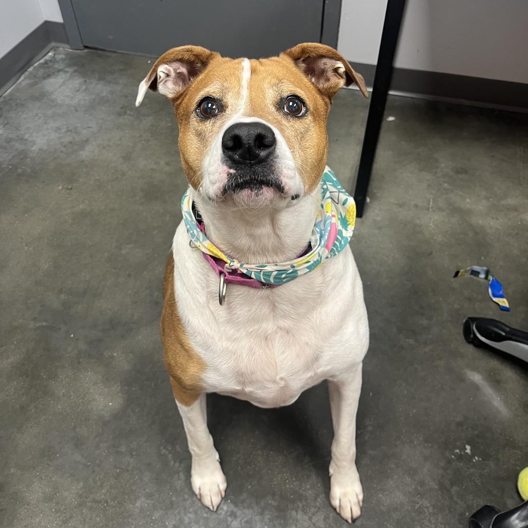 Luke, a Adoptable Mixed Breed in Cape Girardeau, MO image 5/5