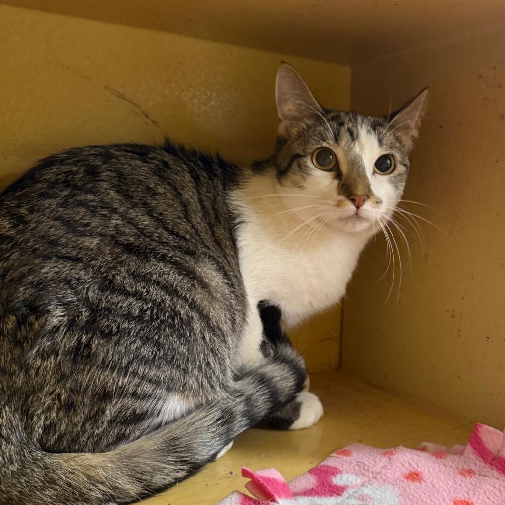 Enlarge Betsy, a Adoptable Domestic Medium Hair in Kansas City, MO image 1/1
