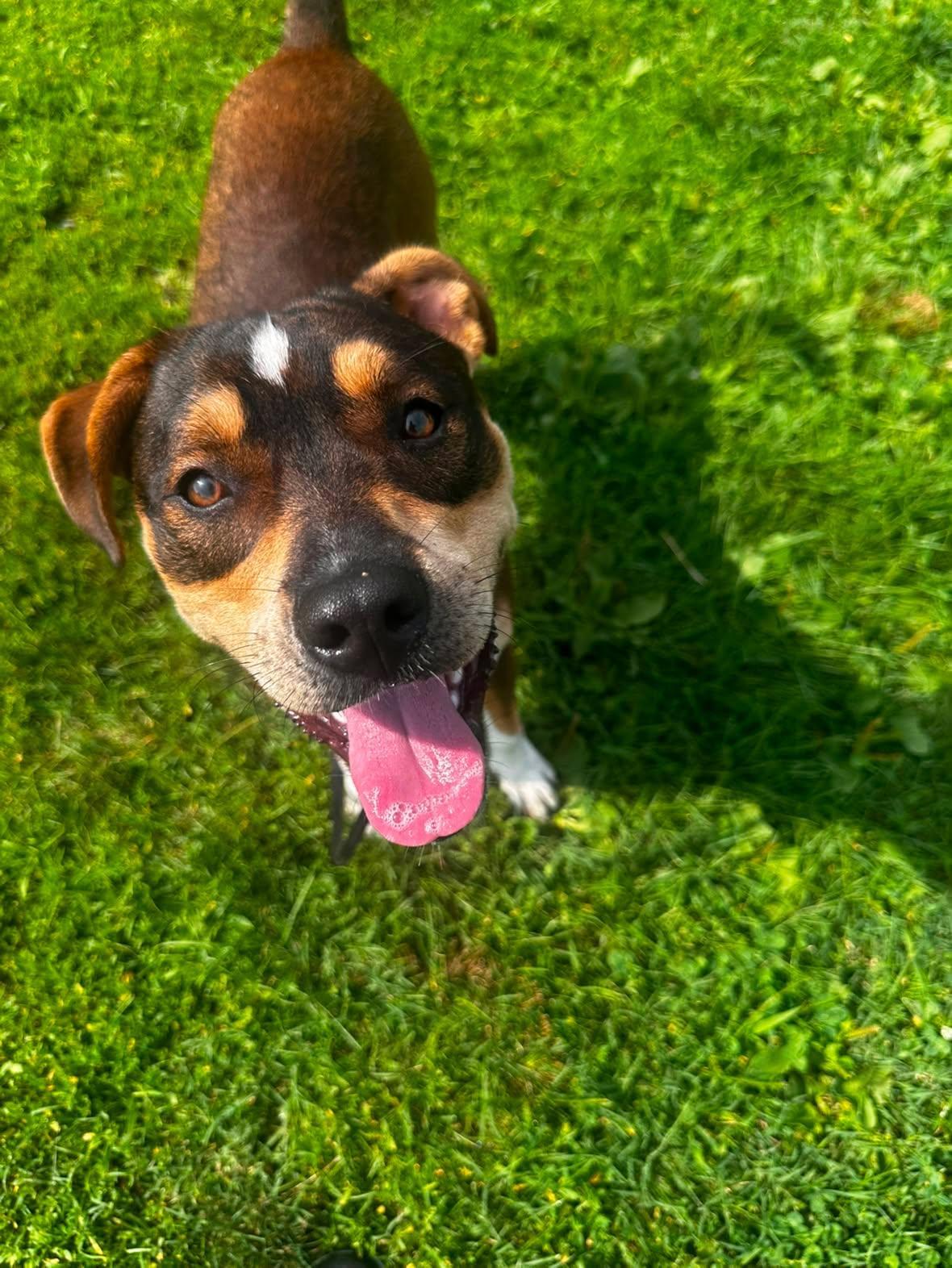 26-315 Lucas, adopted, Young Male Pit Bull Terrier.