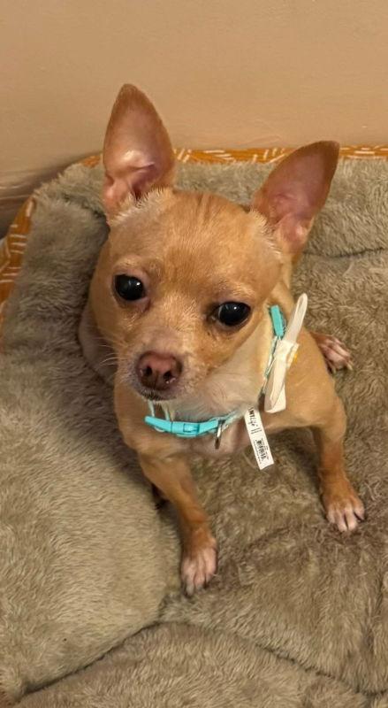 Enlarge Xyla Daisy Mae, a Adoptable Chihuahua in Mukwonago, WI image 2/3