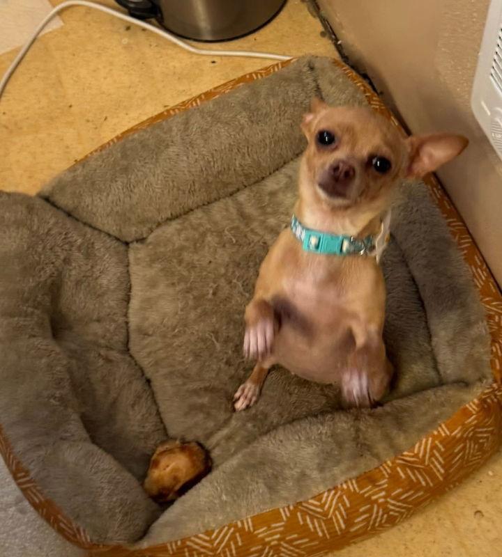 Enlarge Xyla Daisy Mae, a Adoptable Chihuahua in Mukwonago, WI image 3/3