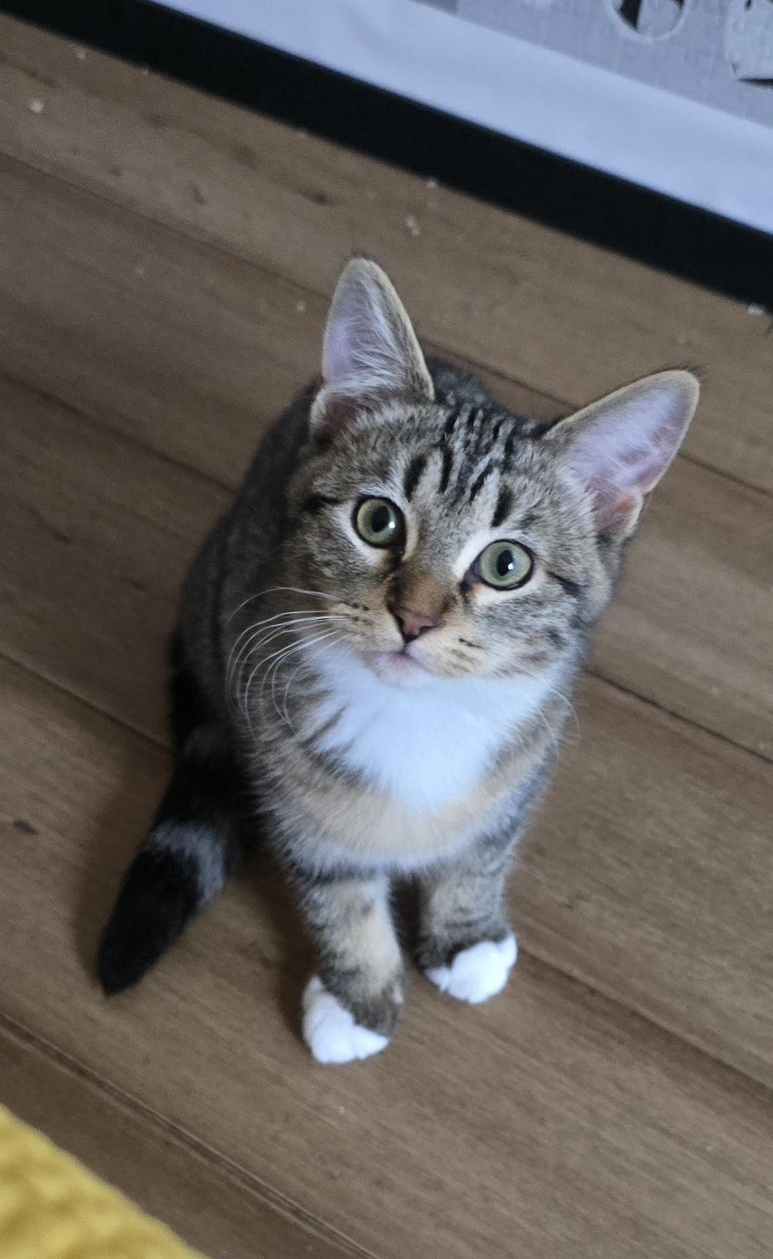 Gretel, ADOPTABLE, Kitten Female Domestic Short Hair & Tabby.