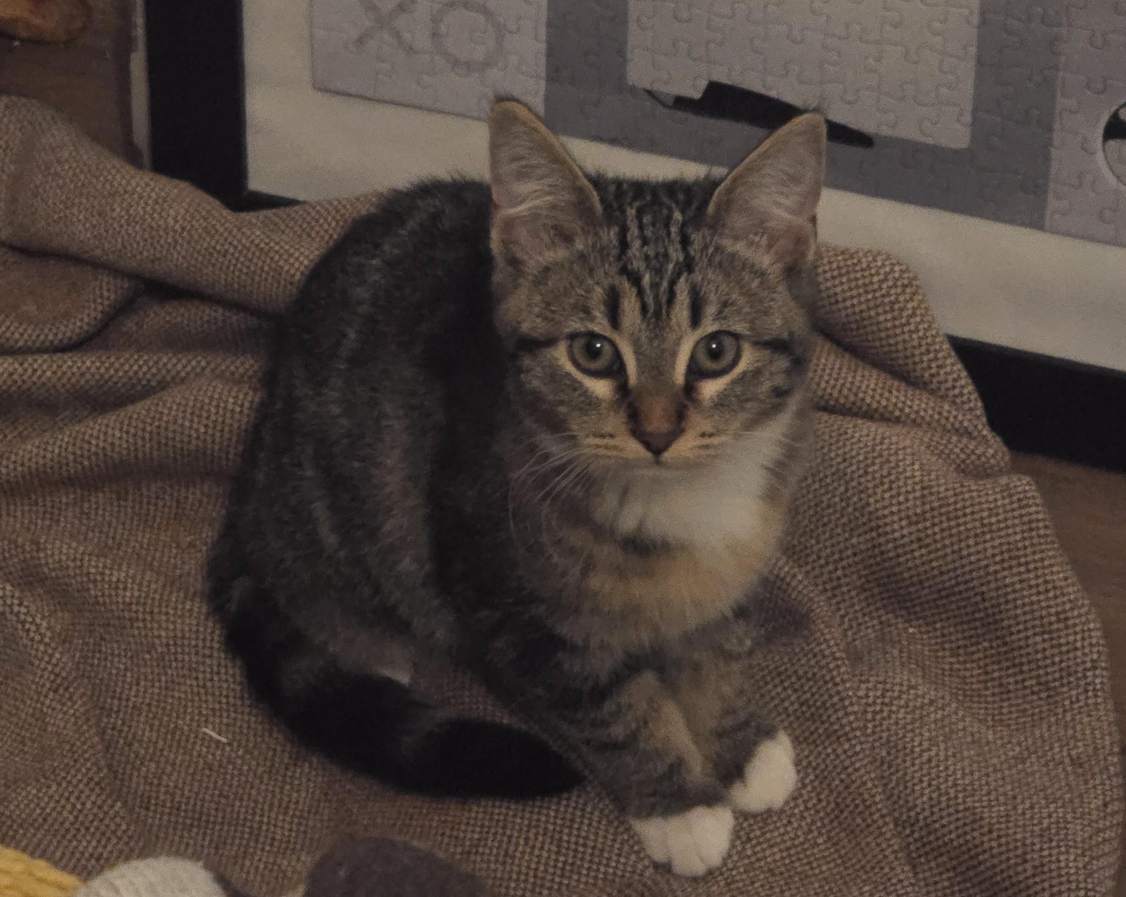 Gretel, ADOPTABLE, Kitten Female Domestic Short Hair & Tabby.