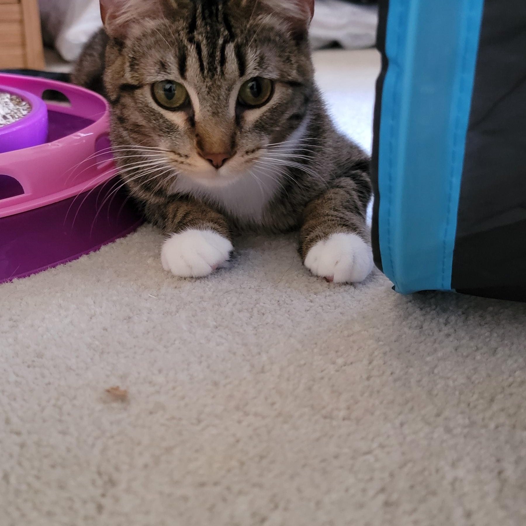 Gretel, ADOPTABLE, Young Female Domestic Short Hair & Tabby.