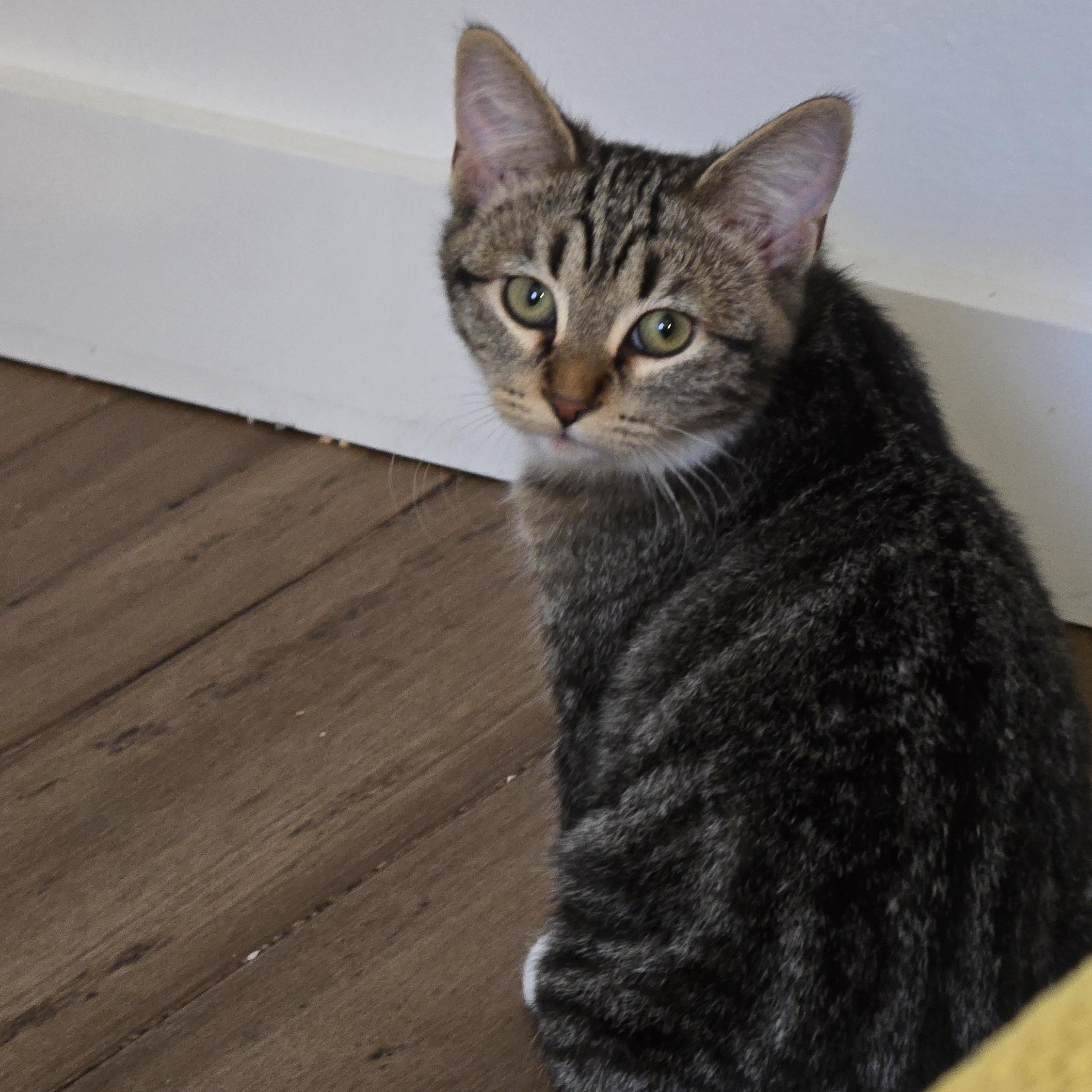 Enlarge Gretel, a ADOPTABLE mixed breed in Mission Hills, CA image 4/4