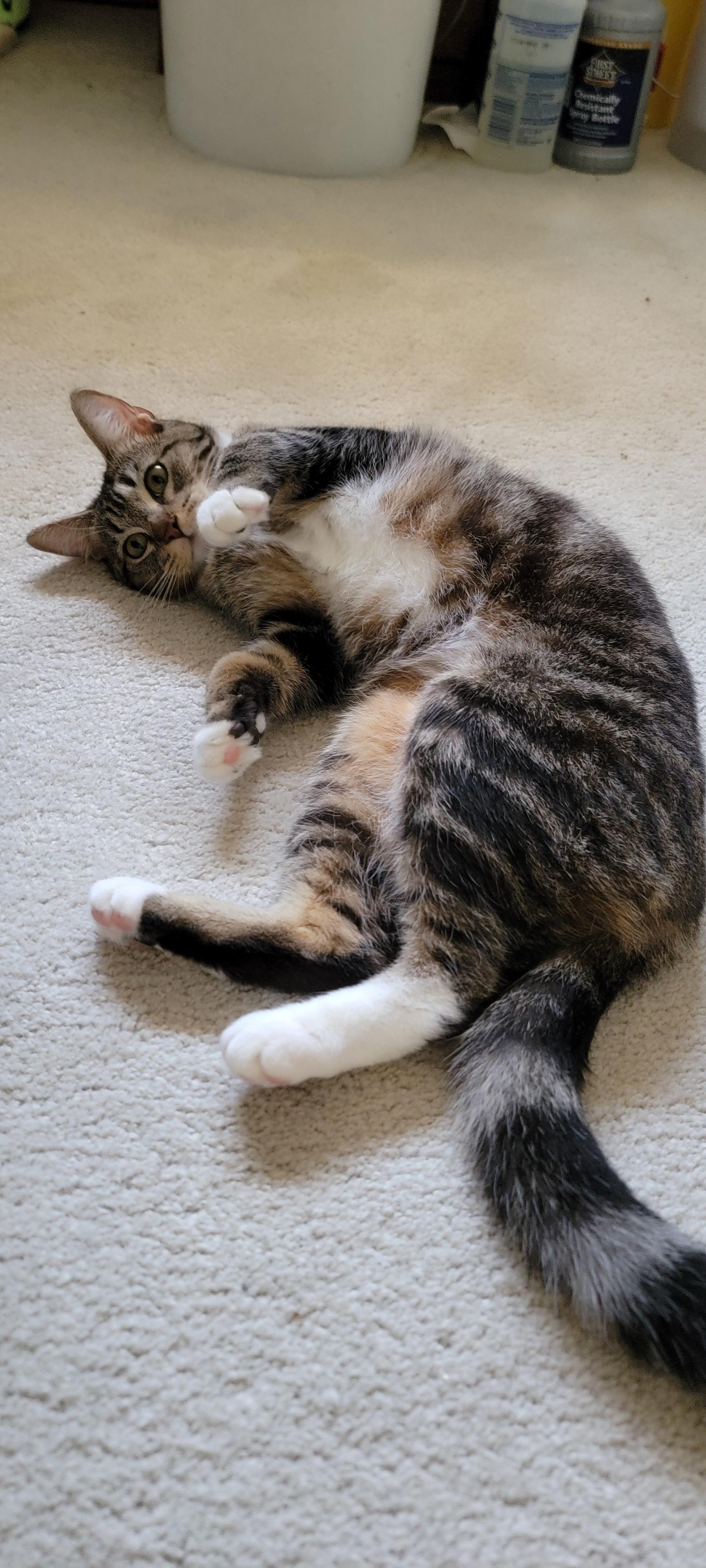 Enlarge Gretel, a ADOPTABLE mixed breed in Mission Hills, CA image 2/6
