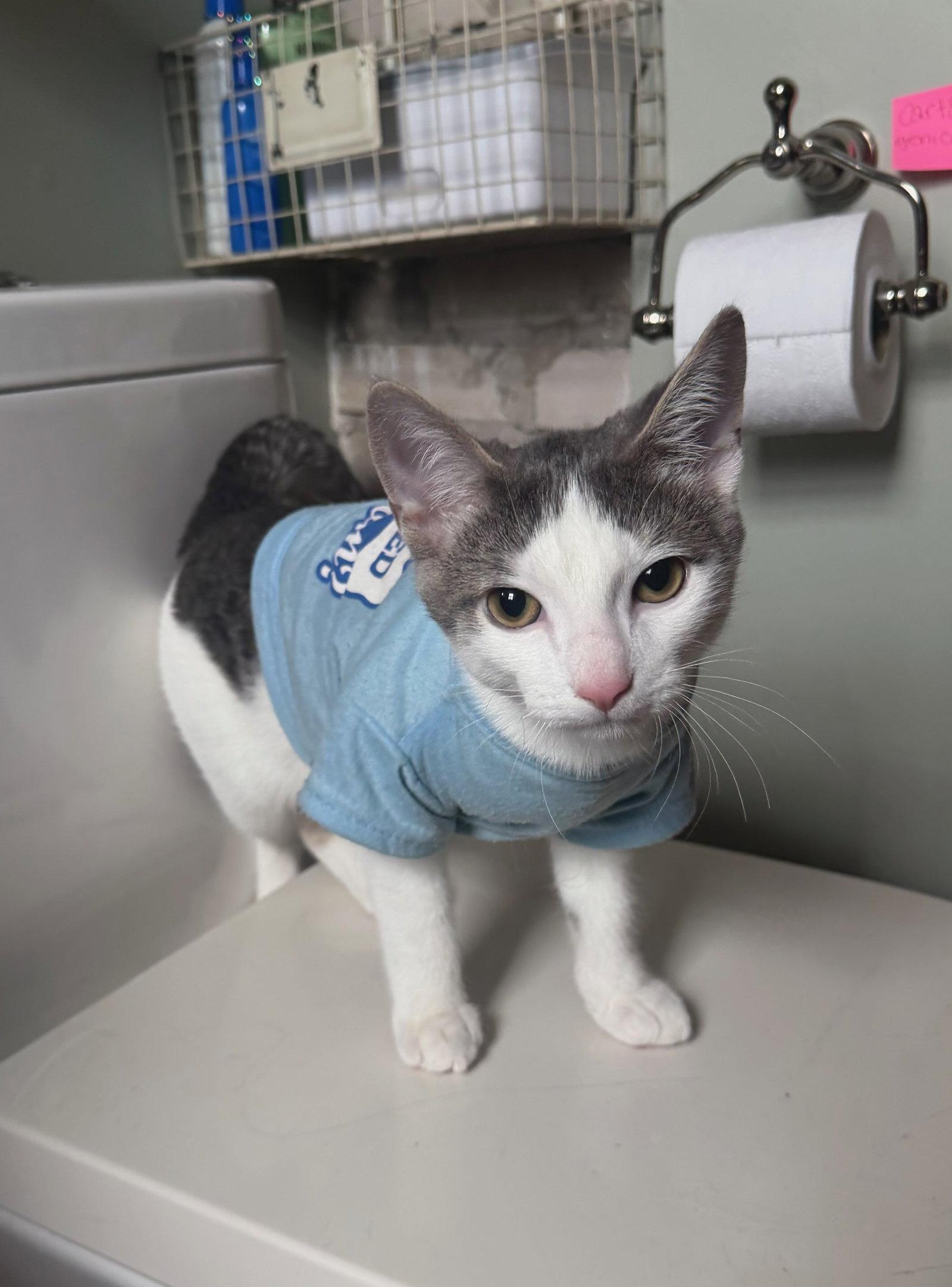 Enlarge Maverick Kitten, a Adoptable Domestic Short Hair in Mukwonago, WI image 1/3