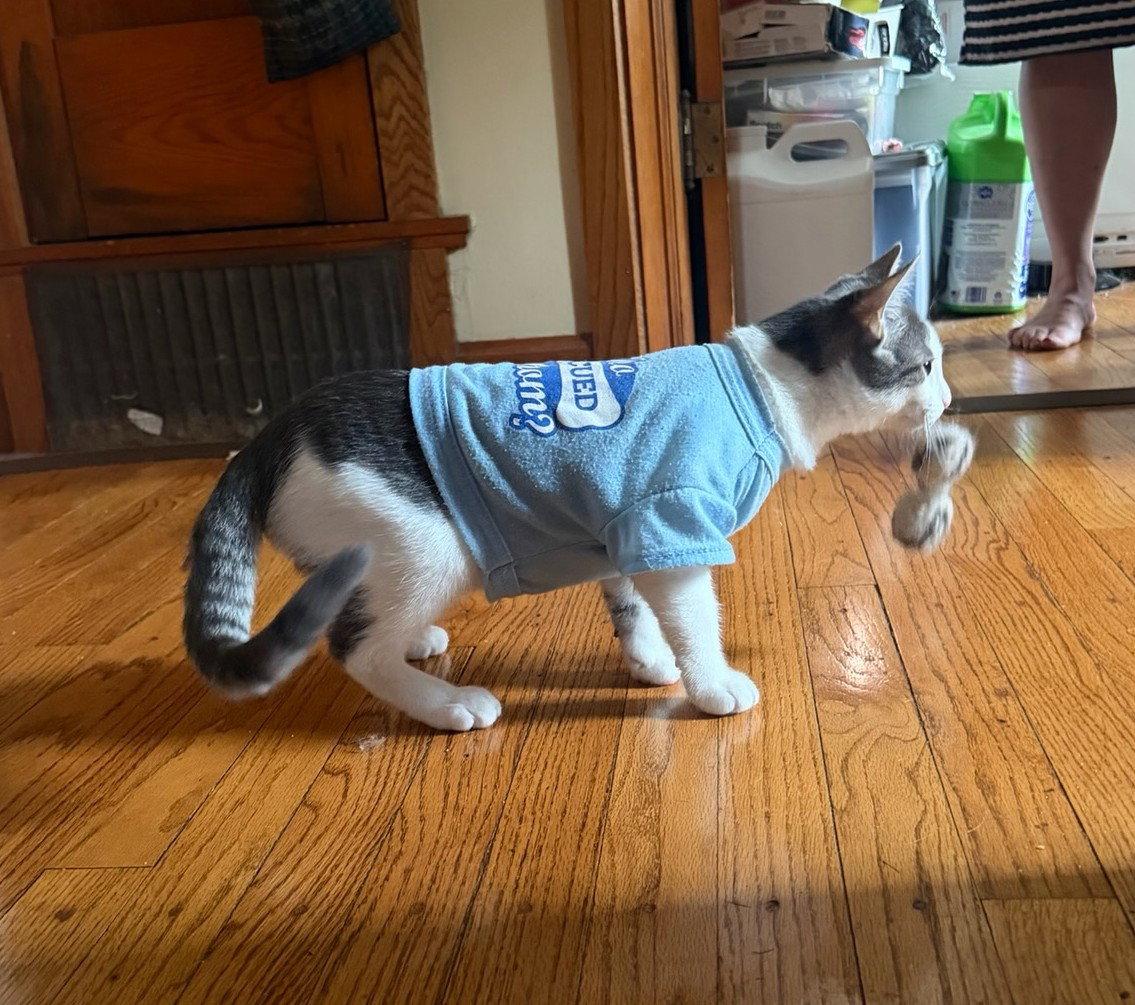 Enlarge Maverick Kitten, a Adoptable Domestic Short Hair in Mukwonago, WI image 3/3