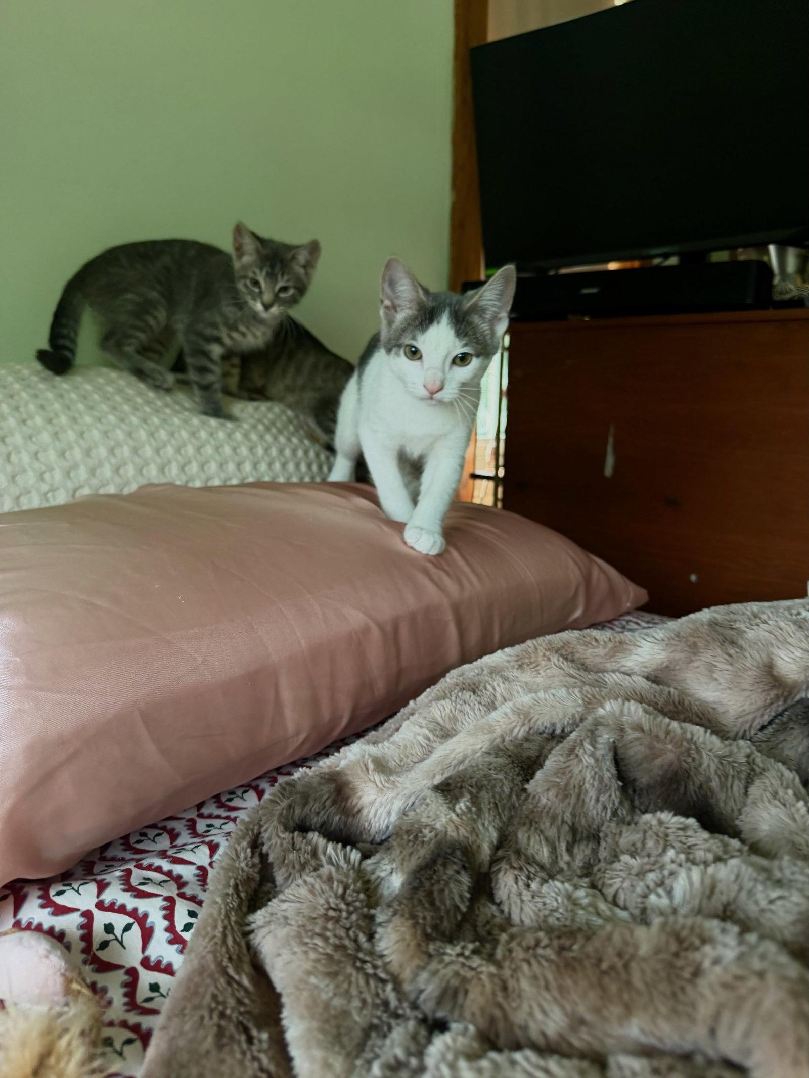 Maverick Kitten, a Adoptable Domestic Short Hair in Mukwonago, WI image 2/2