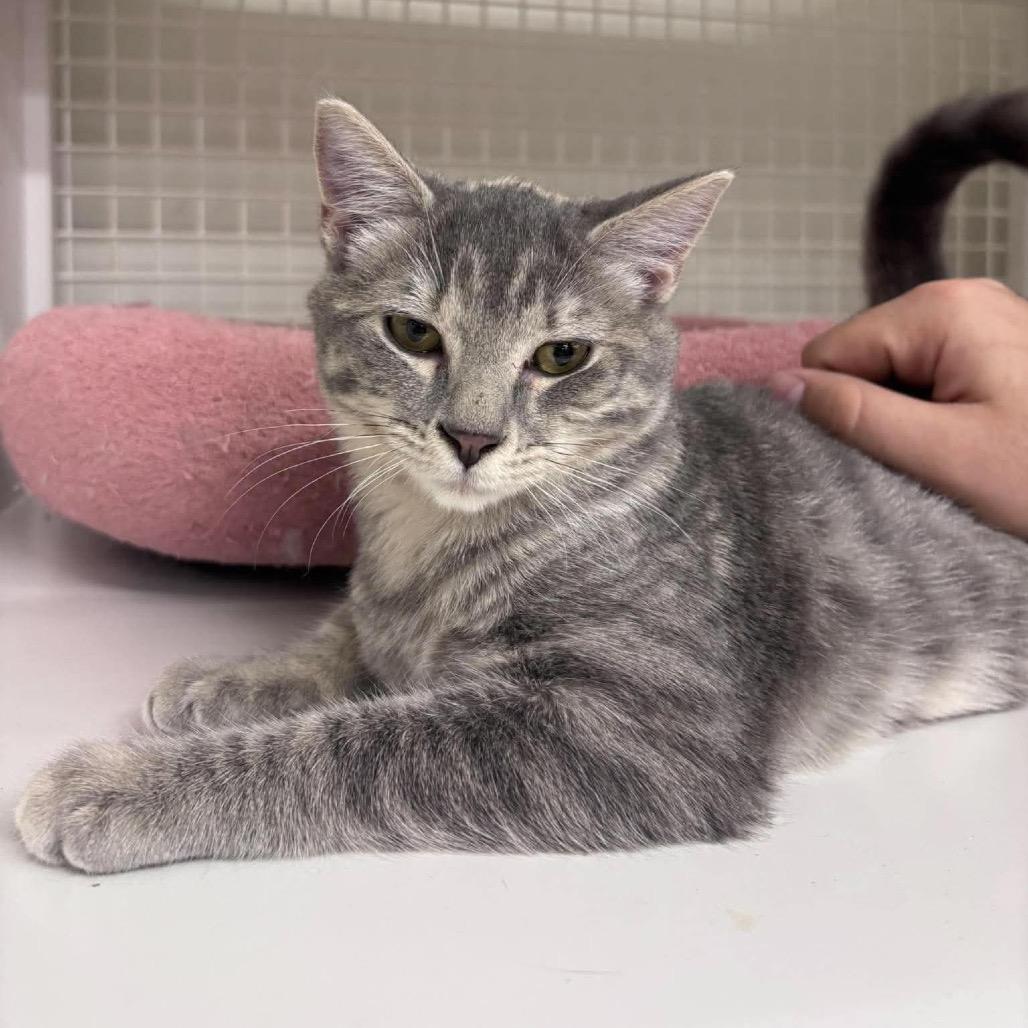 Enlarge Dusty Rose, a Adoptable Domestic Short Hair in Kinston, NC image 5/5