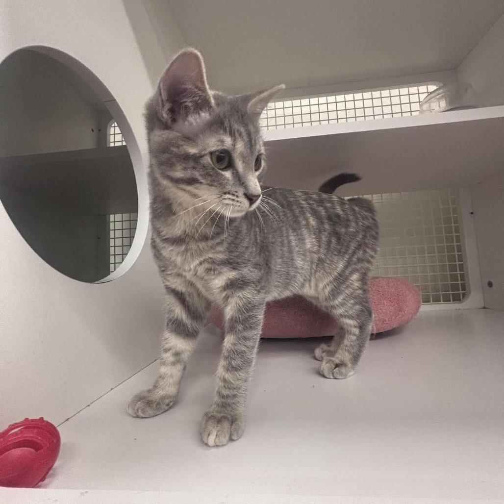 Enlarge Dusty Rose, a Adoptable Domestic Short Hair in Kinston, NC image 3/5