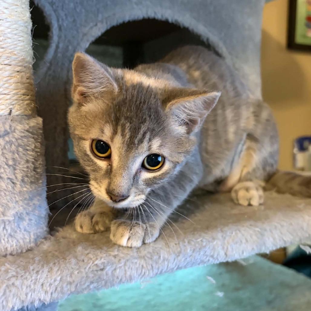 Enlarge Dusty Rose, a Adoptable Domestic Short Hair in Kinston, NC image 1/5