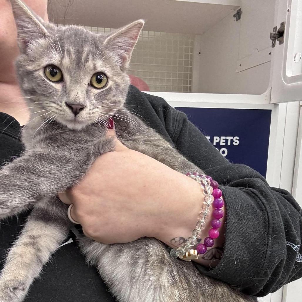 Enlarge Dusty Rose, a Adoptable Domestic Short Hair in Kinston, NC image 4/5