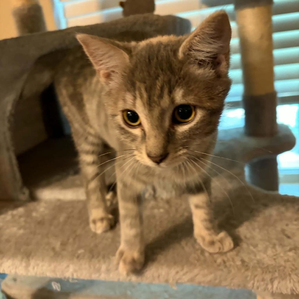 Enlarge Dusty Rose, a Adoptable Domestic Short Hair in Kinston, NC image 2/5