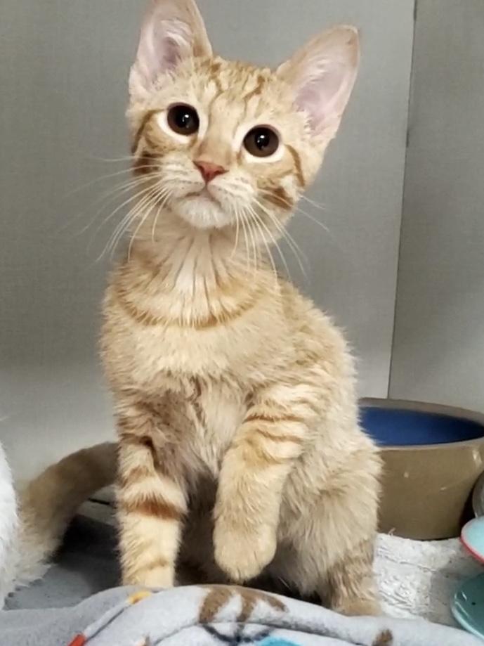 Simba